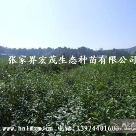 季节供应大量山苍子苗