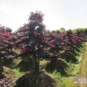 杨梅树 红枫  红豆杉  桂花树 《芳菲种植合作社》