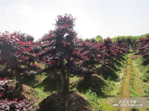 造型紅花繼木首選《芳菲種植》