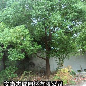 安徽肥西香樟，重阳木，大叶女贞，紫薇，桂花，红叶李，无患子