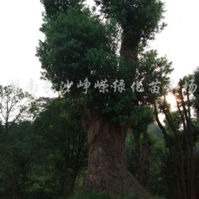 湖南跳馬大規(guī)格桂花、香樟、欒樹、廣玉蘭