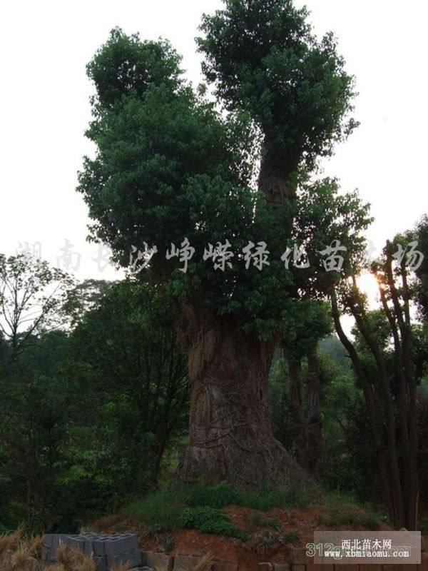 桂花、香樟、欒樹、廣玉蘭