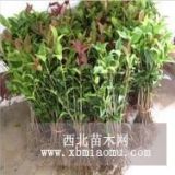 舒晗園林供應(yīng)桂花小苗