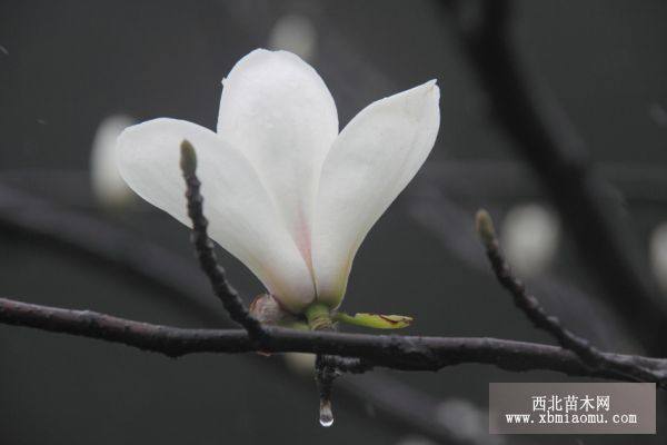 江蘇白玉蘭價格，浙江白玉蘭價