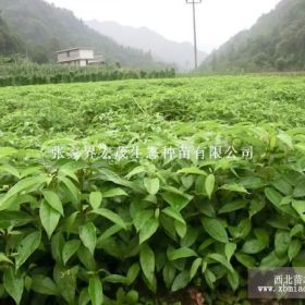 基地香樟苗供应