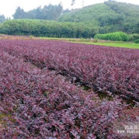 紅花繼木，杜鵑，夏鵑，紅葉石楠，金邊黃楊，金森女貞，金葉女貞