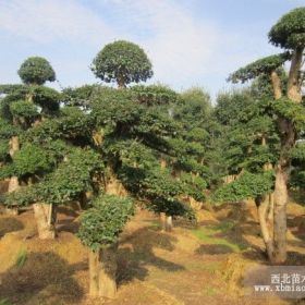 小葉女貞造型樹-景觀樹-造型樹-風(fēng)景樹_小葉女貞造型樹基地