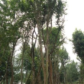 樺樹 樸樹 樸樹植物 樸樹盆景 樸樹盆景