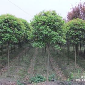 成都桂花树 桂花树种植技术 桂花香