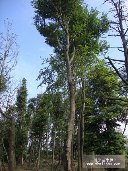 白樺樹 樸樹 樸樹植物 樸樹盆景