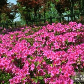 湖南香樟價格，湖南廣玉蘭價格，湖南茶花價格，湖南丹桂價格