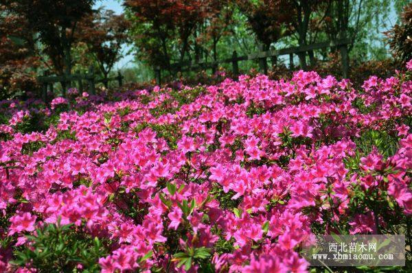 杜鵑，桂花，茶花，茶梅，丹桂