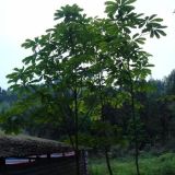 成都白樺樹價(jià)格 樸樹 樸樹植物 樸樹盆景