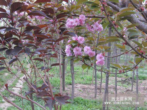 红叶樱花