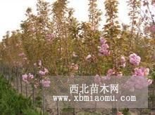 供應(yīng)櫻花苗 山東櫻花苗 櫻花苗價(jià)格