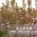 供應(yīng)櫻花苗 山東櫻花苗 櫻花苗價格