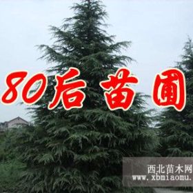 3米雪松價格報價信息