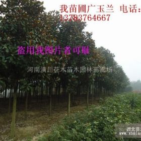 河南花木价格，河南苗木价格，广玉兰价格，黄山栾树价格紫薇价格