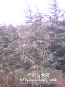 丑雪松图片 雪松基地 南京雪松价格