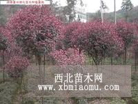 基地江蘇紅葉石楠球價(jià)格多少錢現(xiàn)在