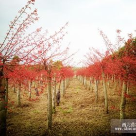 苗圃直銷紅楓樹|桂花樹|銀杏樹|香樟樹