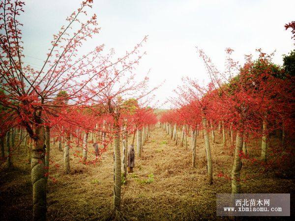 紅楓樹|桂花樹|銀杏樹|香樟樹