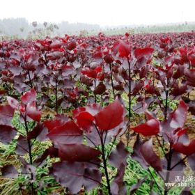 大量供應(yīng)速生楊|紅葉楊|全紅楊|竹柳等小苗，插條