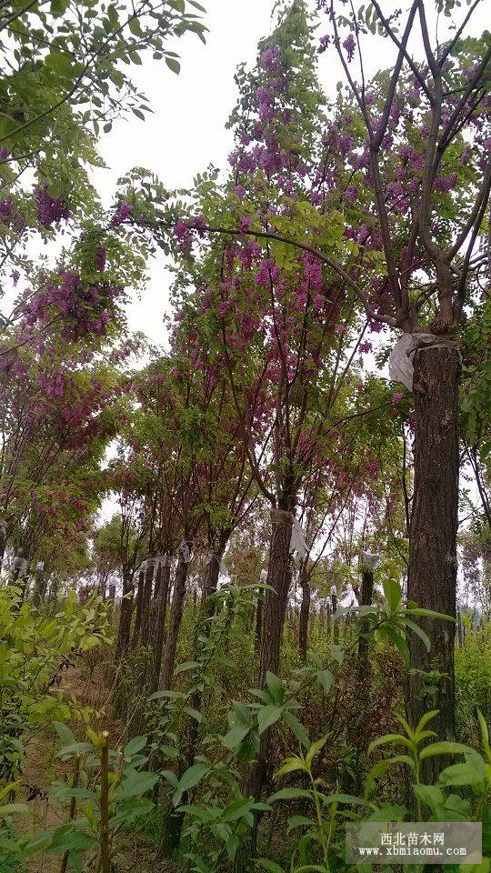 香花槐