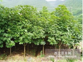 江苏七叶树价格信息