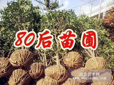 200公分桂花树