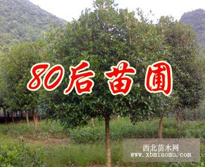 250公分桂花树