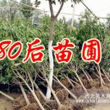 蓬径300公分高350公分桂花树