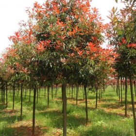 紅葉石楠報(bào)價(jià)，紅葉石楠價(jià)格，南京紅葉石楠價(jià)格