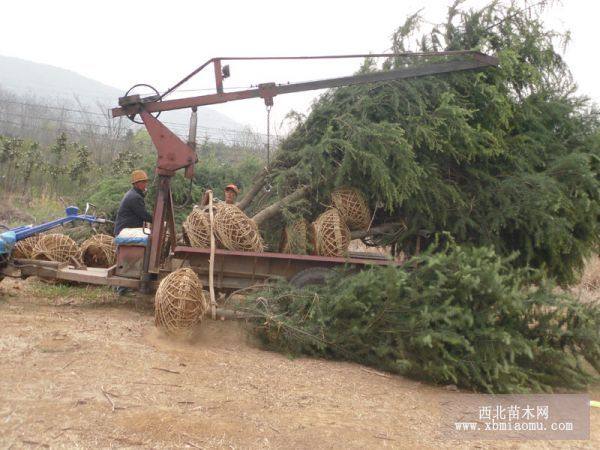  雪松價格報價