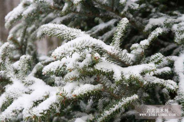 雪松