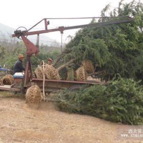 苗圃农户价格对您直销