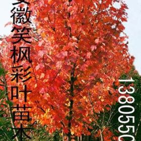 供應多規(guī)格美國紅楓、加拿大紫荊等彩葉苗