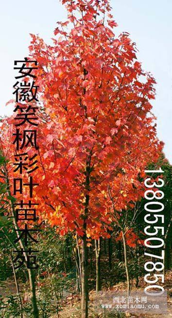 美國紅楓、加拿大紫荊