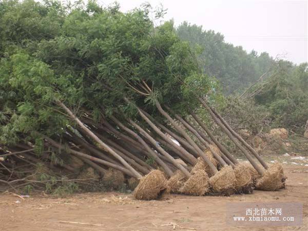 國槐、法桐、合歡、白蠟