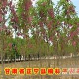 大量供應(yīng)香花槐