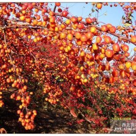 山東臨沂北美海棠品種-印第安納魔力