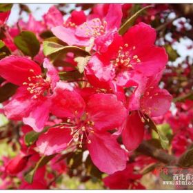 山東臨沂北美海棠品種-豐盛