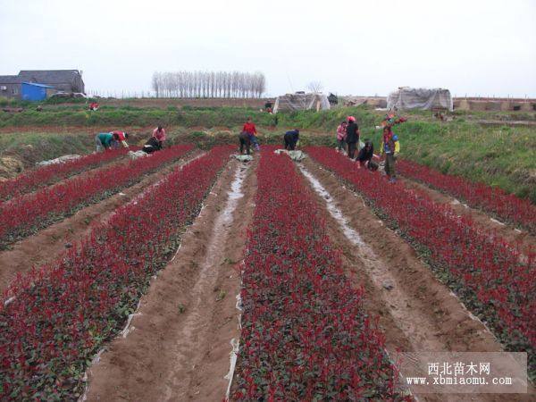 高桿紅葉石楠