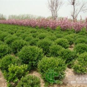 冬青，高山黃楊，臘梅，紫荊，龍柏