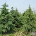 雪松種植技術(shù)：病蟲(chóng)害防治