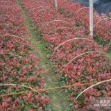 紅葉石楠價格、紅葉石楠耐寒性較強