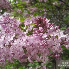 山東丁香基地|天津丁香基地報價|河北丁香基地