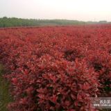 目前紅葉石楠市場(chǎng)的發(fā)展很快 我們?cè)鯓幽芨蒙? title=