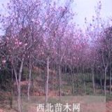 浙江紅玉蘭價(jià)格，浙江杭州紅玉蘭報(bào)價(jià)