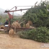 雪松樹苗價格，南京雪松價格，雪松樹價格